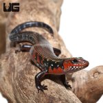 ug_fire_skink_2.jpg