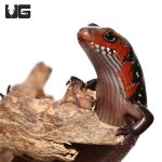 ug_fire_skink_1.jpg