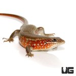 ug_red_sided_skink_3.jpg
