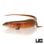 ug_red_sided_skink_4.jpg