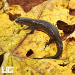 ug_Greers_Earless_Skink_4.jpg