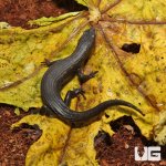 ug_Greers_Earless_Skink_3.jpg