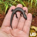ug_Greers_Earless_Skink_2.jpg