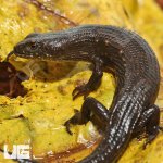 ug_Greers_Earless_Skink_1.jpg