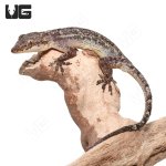 ug_brooks_house_gecko_1.jpg
