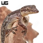 ug_brooks_house_gecko_2.jpg