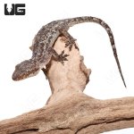 ug_brooks_house_gecko_4.jpg