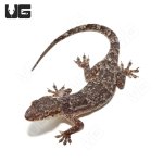 ug_brooks_house_gecko_3.jpg