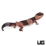 ug_african_fat_tail_gecko_4.jpg
