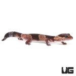 ug_african_fat_tail_gecko_3.jpg