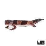 ug_african_fat_tail_gecko_2.jpg