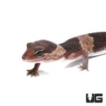 ug_african_fat_tail_gecko_1.jpg