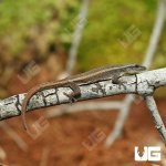ug_Cameroon_Dwarf_Gecko_4.jpg