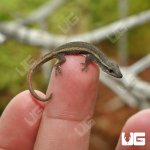 ug_Cameroon_Dwarf_Gecko_3.jpg
