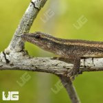 ug_Cameroon_Dwarf_Gecko_1.jpg