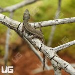 ug_Cameroon_Dwarf_Gecko_2.jpg