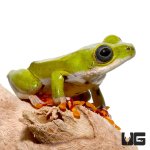 ug_african_reed_frog_4.jpg