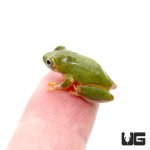 ug_african_reed_frog_2.jpg