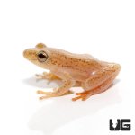 ug_african_reed_frog_3.jpg
