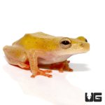 ug_african_reed_frog_1.jpg