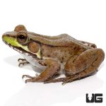ug_bronze_frog_4.jpg