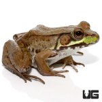 ug_bronze_frog_3.jpg