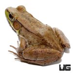 ug_bronze_frog_2.jpg