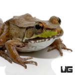 ug_bronze_frog_1.jpg