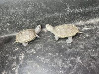 IMG_9208.jpeg