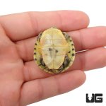 ug_baby_pastel_red_ear_slider_turtle_4.jpg