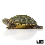 ug_baby_pastel_red_ear_slider_turtle_3.jpg