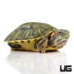 ug_baby_pastel_red_ear_slider_turtle_1.jpg