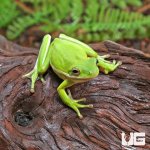 ug_Green_Tree_Frog_4.jpg