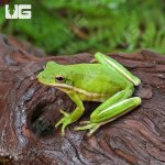 ug_Green_Tree_Frog_3.jpg