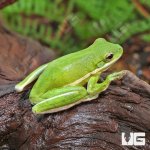 ug_Green_Tree_Frog_2.jpg