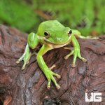ug_Green_Tree_Frog_1.jpg