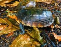 IMG_2725.jpeg