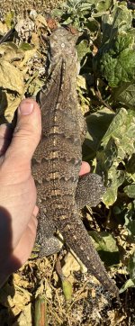 IMG_2151.jpeg