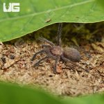 ug_Orange_Starburst_Baboon_(5-75)_4.jpg