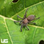 ug_Orange_Starburst_Baboon_(5-75)_3.jpg