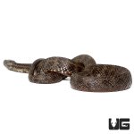 ug_mangrove_salt_marsh_snake_4.jpg