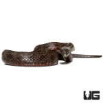 ug_mangrove_salt_marsh_snake_3.jpg