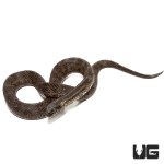 ug_mangrove_salt_marsh_snake_2.jpg
