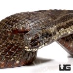 ug_mangrove_salt_marsh_snake_1.jpg
