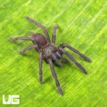 ug_Electric_Blue_Earth_Tiger_Tarantula_3.jpg