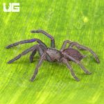 ug_Electric_Blue_Earth_Tiger_Tarantula_2.jpg