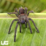 ug_Electric_Blue_Earth_Tiger_Tarantula_1.jpg