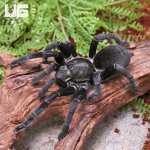 ug_Big_Black_Earth_Tiger_Tarantula_3.jpg
