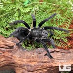 ug_Big_Black_Earth_Tiger_Tarantula_4.jpg