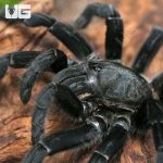 ug_Big_Black_Earth_Tiger_Tarantula_2.jpg